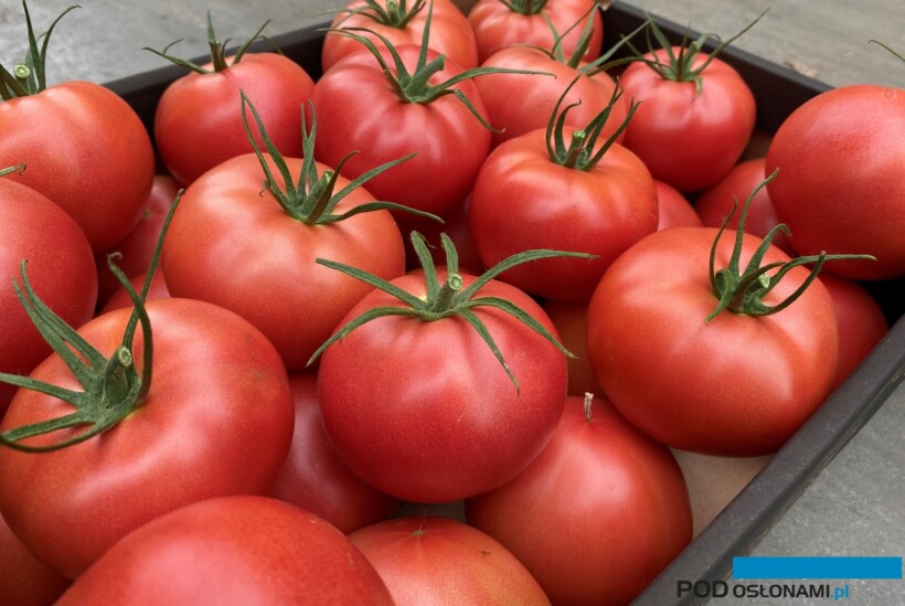 Pomidor malinowy Corsica z odpornością na ToBRFV (HREZ), uprawa w szklarni Rafała Łuszczyka w Całowaniu (fot. K. Floras)