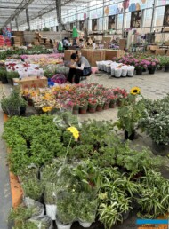 Rynek hurtowy roślin ozdobnych w kompleksie SpringGarden w Chengdu (Pidu)_Chiny 2024_handel roslinami w doniczkach_fot. A. Cecot
