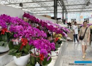 Storczyki z rodzaju Phalaenopsis_Rynek hurtowy roślin ozdobnych w kompleksie SpringGarden w Chengdu (Pidu)_Chiny 2024_fot. A. Cecot