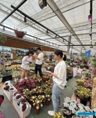 Klienci detaliczni kupują sukulenty na rynku hurtowym roślin ozdobnych w kompleksie SpringGarden w Chengdu (Pidu)_Chiny 2024_fot. A. Cecot