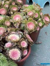 Aeonium chińskiej produkcji na rynku hurtowym roślin ozdobnych w kompleksie SpringGarden w Chengdu (Pidu)_2024_fot. A. Cecot