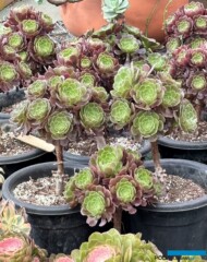 Aeonium chińskiej produkcji na rynku hurtowym roślin ozdobnych w kompleksie SpringGarden w Chengdu (Pidu)_2024_fot. A. Cecot