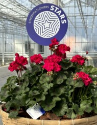 Pelargonia Mojo Violet - Syngenta Flowers FlowerTrials 2024 (De Lier, Holandia_fot. A-Cecot