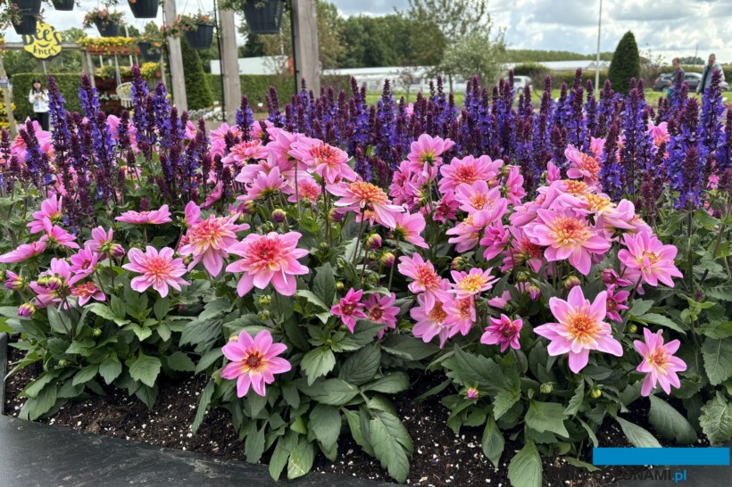 Dahlia_Dalina Maxi Starburst Pink_Florensis_FlowerTrials 2024_fot. A-Cecot