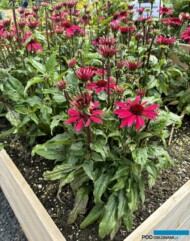 EchinaceaSombreroCompactHotPink_Florensis_FlowerTrials 2024_fot. A-Cecot