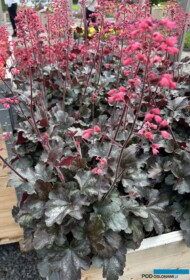 Heuchera villosa Hip Hip Hooray _Florensis_FlowerTrials 2024_fot. A-Cecot