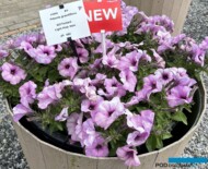 Petunia-GO!Tunia LightPinkVein_Florensis_FlowerTrials 2024_fot. A-Cecot