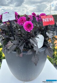 Dahlia_Gardenetta-DL-Lavender_Florensis_FlowerTrials2024_fot. A-Cecot