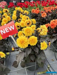 Dahlia_Gardenetta Golden Yellow_Florensis_FlowerTrials 2024_fot. A-Cecot