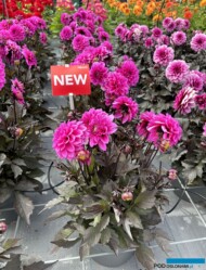 Dahlia_Gardenetta-DL-Lavender_Florensis_FlowerTrials2024_fot. A-Cecot