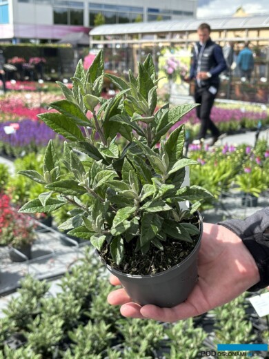 Buddleja davidi LittleRockstars-Blue_Florensis_FlowerTrials 2024_fot. A-Cecot