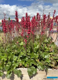 Heuchera villosa Candlelights Red _Florensis_FlowerTrials 2024_fot. A-Cecot