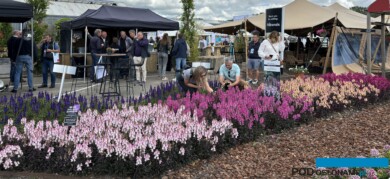 Efektowna rabata z wyżlinów z serii Snap in Black podczas FlowerTrials 2024 w firmie Florensis_fot. A-Cecot