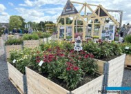 Centralna część prezentacji, poświęcona bylinom rozmnażanym in vitro (na 1. planie - jeżówki)_Florensis_FlowerTrials 2024_fot. A-Cecot