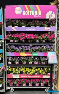 Petunia GO!Tunia - rebranding marki_Florensis_FlowerTrials 2024_fot. A-Cecot