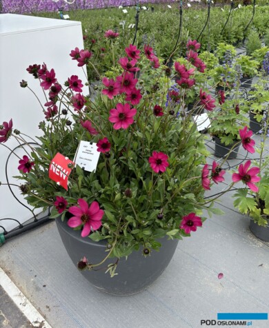 Cosmos atrosanguineus Cherry Chocolate _Florensis_FlowerTrials 2024_fot. A-Cecot