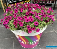 GO!Tunia to bardzo wczesna seria rozmnażanych wegetatywnie petunii_Florensis_FlowerTrials 2024_fot. A-Cecot