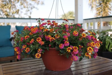 Lantana PassionFruit (fot. Otaldo Cuevas, Florensis)