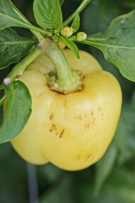 Wciornastek: ordzawienia na owocach papryki (fot. Gabriel Łabanowski)