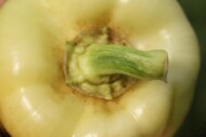 Wciornastek paprykowiec – uszkodzenia na owocu papryki (fot. G. Łabanowski)