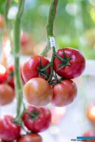 Pomidor malinowy DRTG4857, odporny na ToBRFV (fot. De Ruiter)