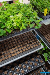 ZieleńToŻycie_HalaTargowa_Oferta multiplatów_130_fot. APZ