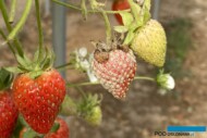 Objawy mączniaka na owocach truskawki (fot. DŁB)