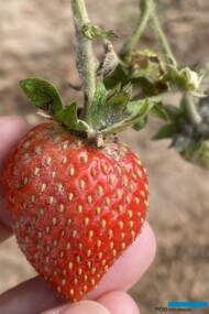 Objawy mączniaka na owocach truskawki (fot. DŁB)