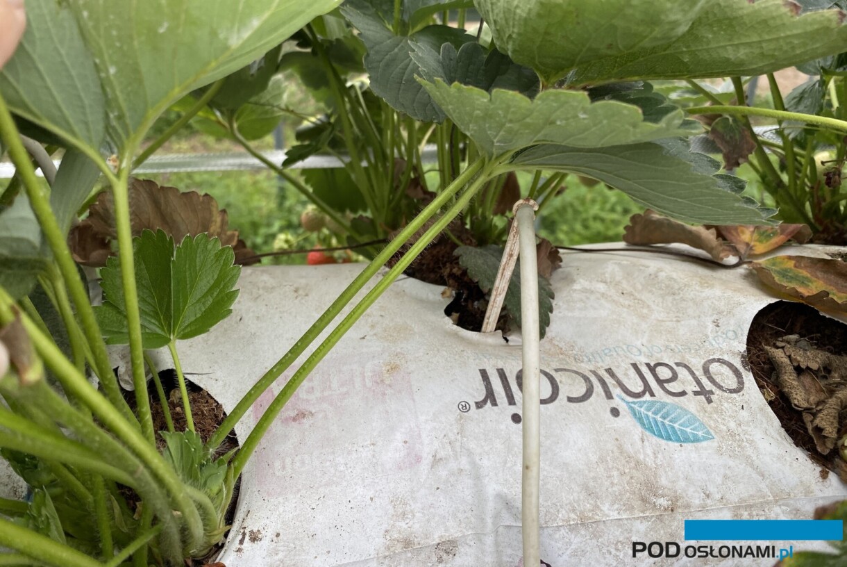 Nawadnianie musi być kontrolowane dla optymalizacji wzrostu generatywnego odmian powtarzających owocowanie 