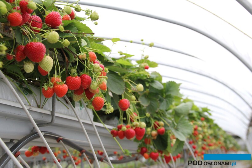 Plonowanie odmiany Hademar w tunelu (fot. DŁB)