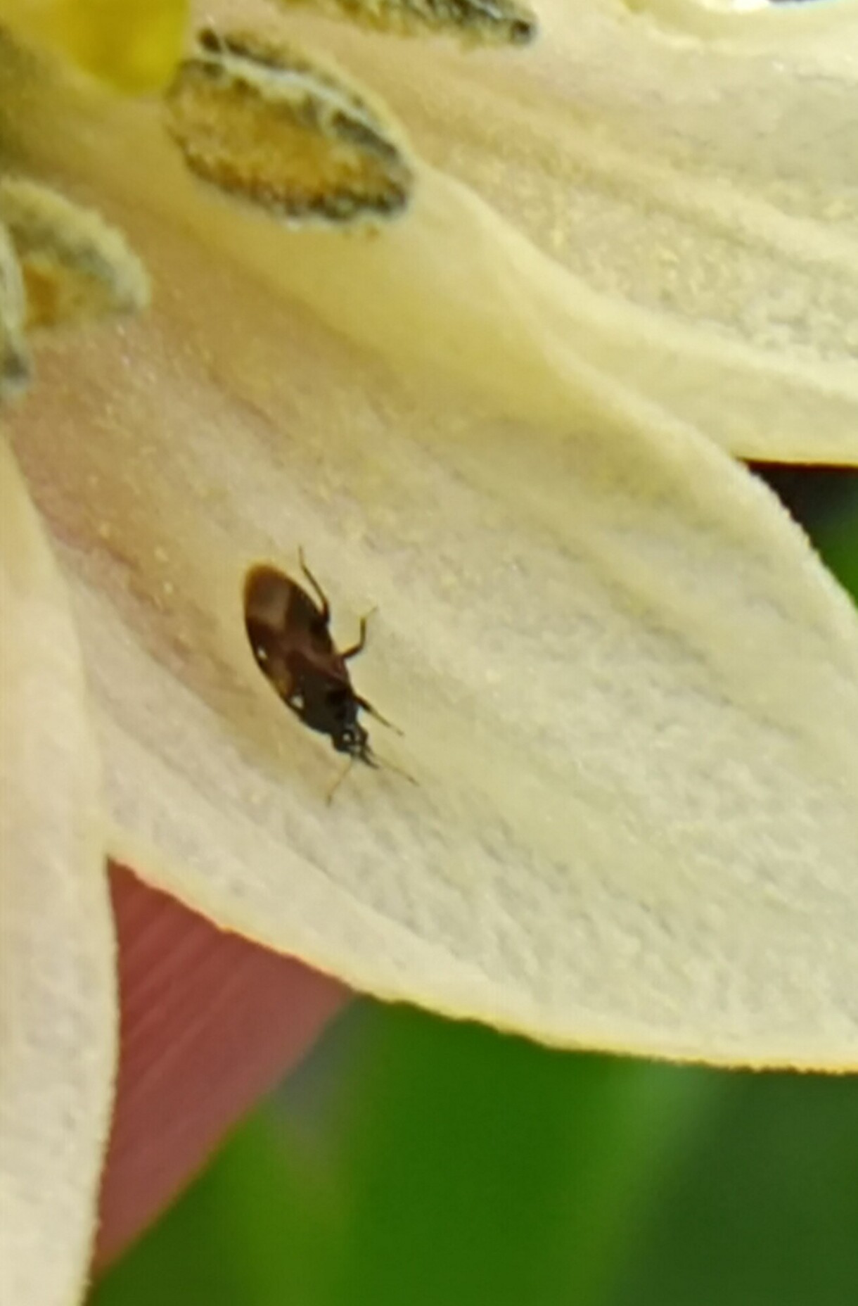 Gatunek pożyteczny z rodzaju Orius (fot. A. Wojdyła)