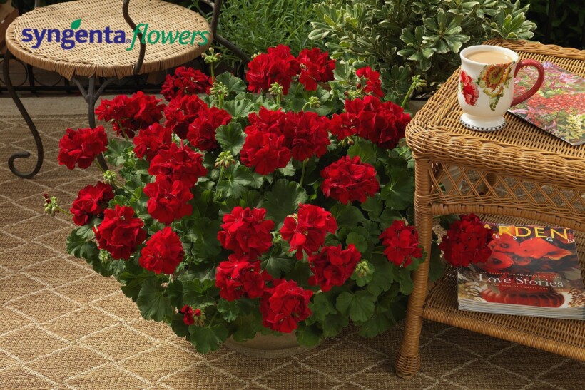 Pelargonium Calliope L Dark Red_Syngenta Flowers