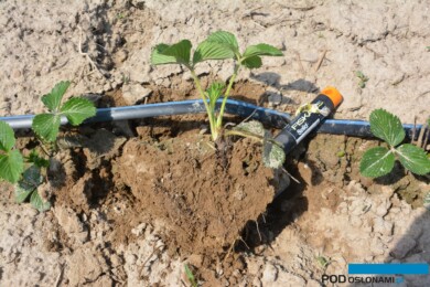 optymalne-nawadnianie-nowo-posadzonej-truskawki-decyduje-o-rozwoju-systemu-korzeniowego