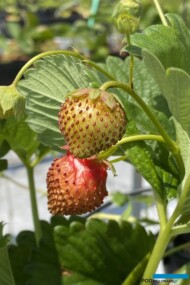 Wciornastki – uszkodzony owoc (fot. DŁB)