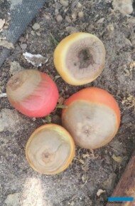 Zaawansowane objawy suchej zgnilizny wierzchołków owoców pomidora (fot. A. Stępowska)