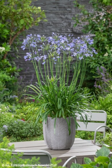 Agapanthus-SU-CASA_Konkurs-Roslinnych-Nowosci-2024