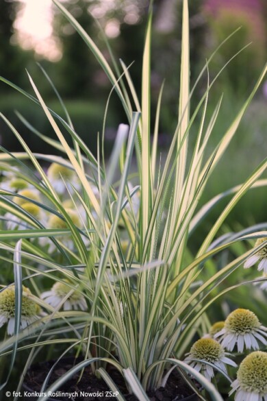 Carex nigra BALEYAGE (fot. Konkurs Roślinnych Nowości ZSzP)