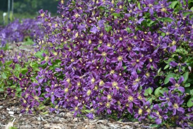 Clematis Once More (fot. Konkurs Roślinnych Nowości ZSzP)