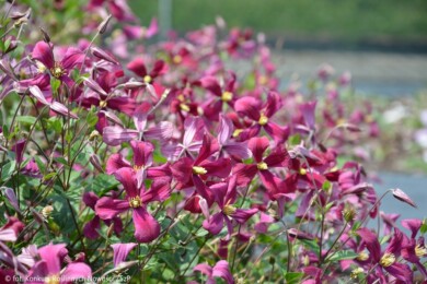 Clematis ‘Strawberry Fields’ (fot. Konkurs Roślinnych Nowości ZSzP)