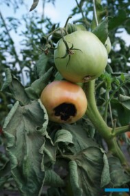 Objawy suchej zgnilizny wierzchołków owoców pomidora (fot. A. Wize)