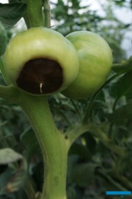 Objawy suchej zgnilizny wierzchołków owoców pomidora (fot. A. Wize)