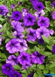 Petunia Supertunia MINI VISTA Blue Violet_Plantpol-Zaborze_fot. A-Cecot