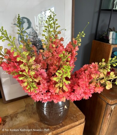 Delphinium ×hybridum ‘Red Lark’ (fot. Konkurs Roślinnych Nowości ZSzP)