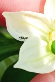 Drapieżny wciornastek pstrokacz (Aeolotrips intermedius), naturalny wróg szkodników, żywi się m.in. larwami wciornastków i roztoczami