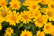 Heliopsis Oriole Yellow_fot. Vitroflora