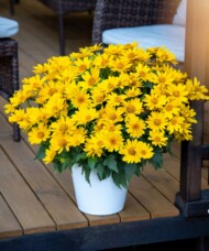 Heliopsis Oriole Yellow_fot. Vitroflora