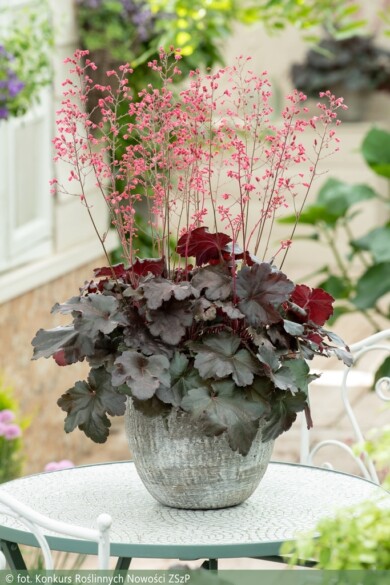 Heuchera villosa HIP HIP HOORAY (fot. Konkurs Roślinnych Nowości ZSzP