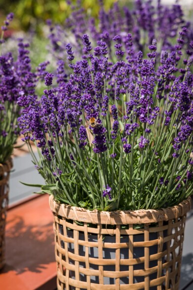 Lavandula angustifolia Aromatico Evolution _fot. Syngenta