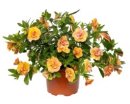 Calibrachoa Callie Double Mosaic Yellow Pink_fot. Syngenta