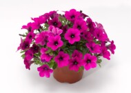 Petunia Dekko Magenta_fot. Syngenta